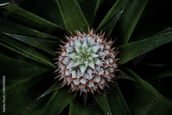 Obraz Small pineapple growing in the greenhouse...