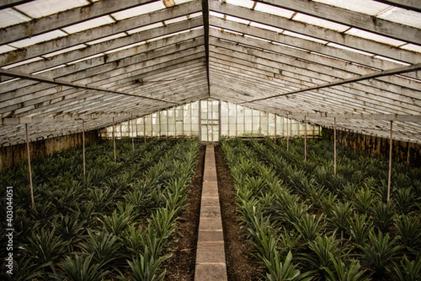 Obraz Pineapples growing in the greenhouse...