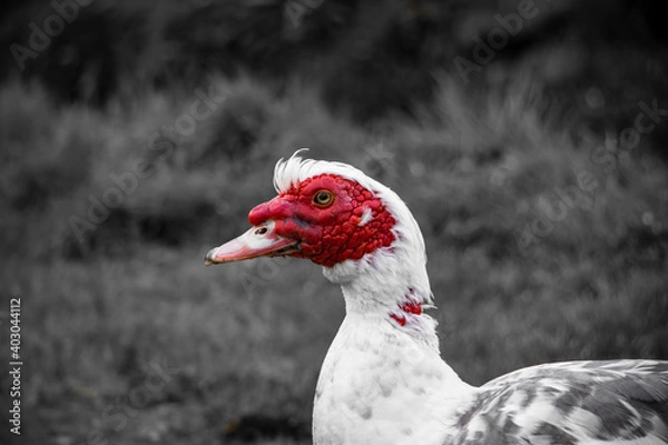 Obraz Muscovy duck walking around Sete Cidades...