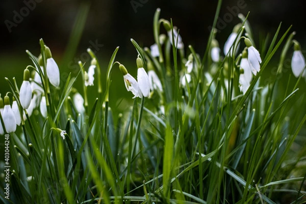 Obraz Snowdrops growing up out of nothing...