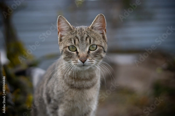 Obraz Cat climbing on the tree... 
