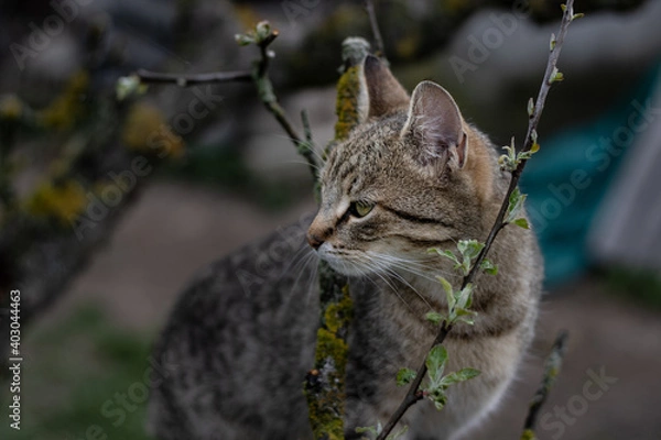 Fototapeta Cat climbing on the tree... 