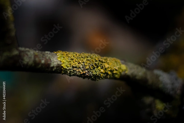 Fototapeta Close capture on tree twig...