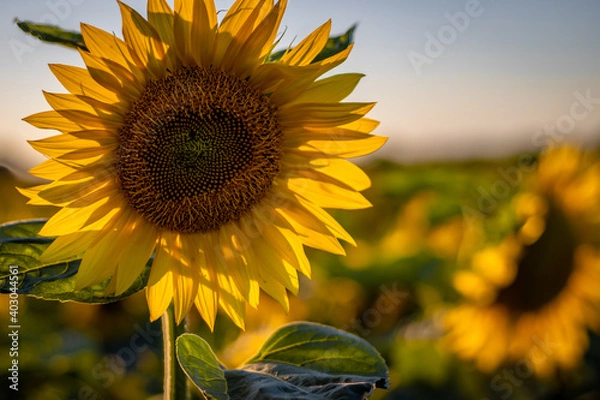 Obraz Beautiful sunflowers somewhere in Slovakia... 