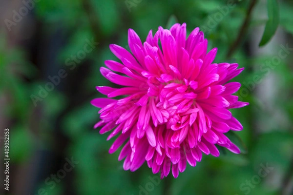 Obraz Annual aster (Callistephus)