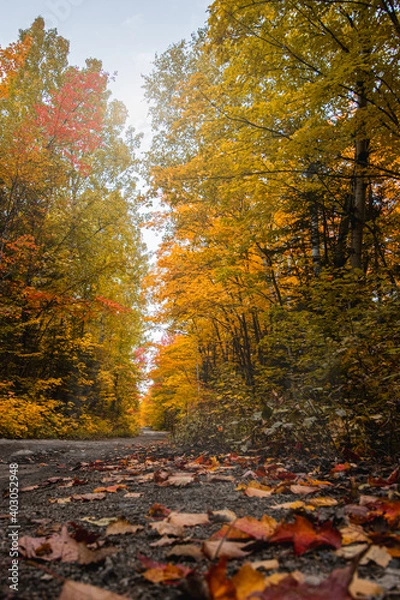 Obraz Promenade d'automne
