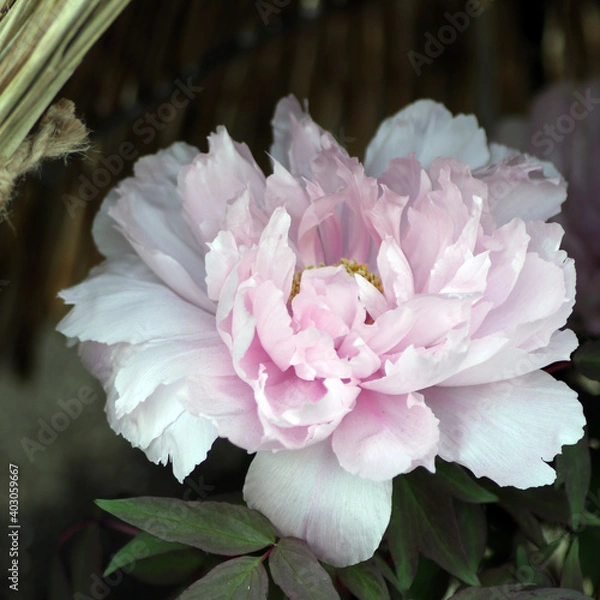 Obraz 薄い桃色の牡丹　ピンクピオニー