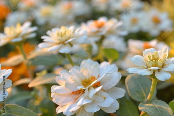 Obraz flowers in the garden