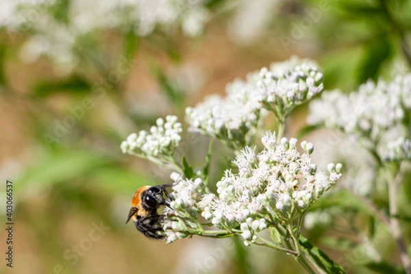 Obraz Bee on Valerian, Face

