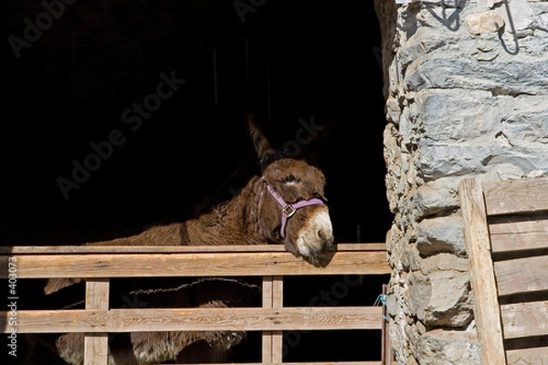 Fototapeta ane dans sa grange