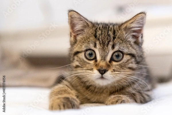 Obraz Portrait of a cute little kitten lying on the bed  at home