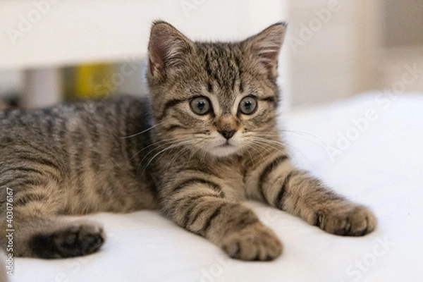 Fototapeta Portrait of a cute little kitten lying on the bed  at home