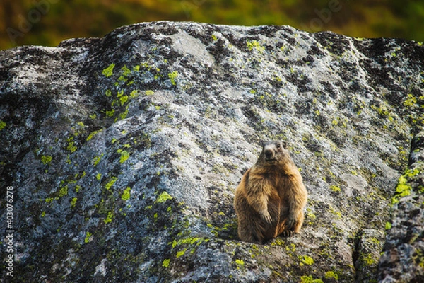 Fototapeta marmot in yosemite