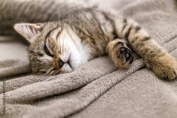 Fototapeta Portrait of a cute little kitten lying in soft blanket on the bed  at home