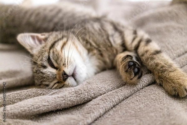 Fototapeta Portrait of a cute little kitten lying in soft blanket on the bed  at home