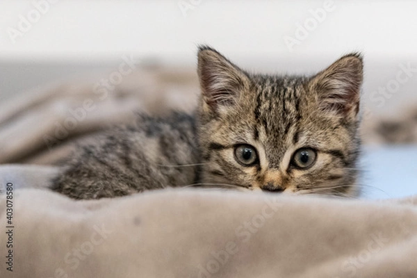 Fototapeta Portrait of a cute little kitten sitting in soft blanket on the bed  at home