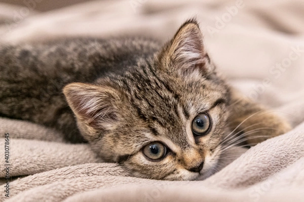 Fototapeta Portrait of a cute little kitten lying in soft blanket on the bed  at home