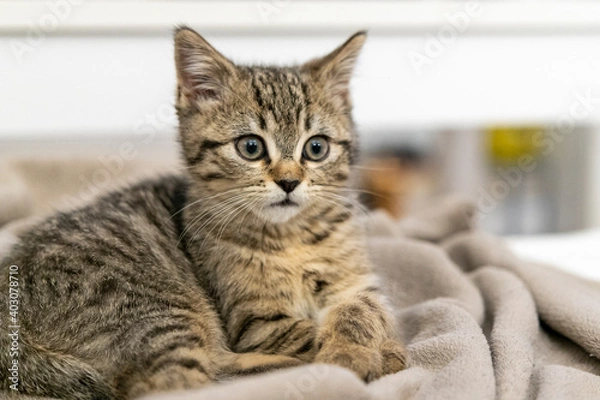 Fototapeta Portrait of a cute little kitten lying in soft blanket on the bed  at home