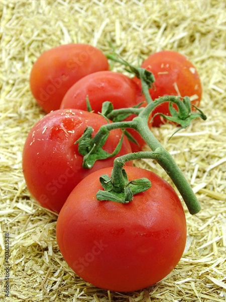 Fototapeta Organic bunch tomatoes on dry grass. Tomatoes collected in summer and autumn are stored in a haystack and made ready to be used freshly in winter. 