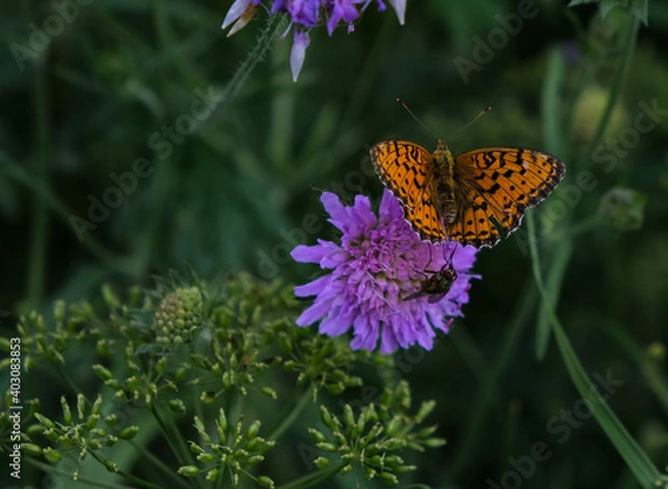 Obraz butterfly on flower