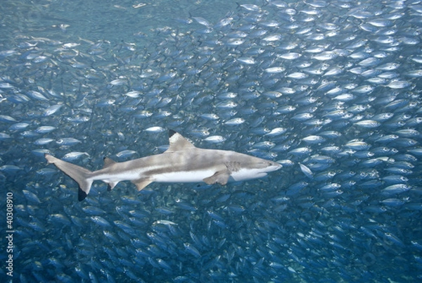 Fototapeta Blacktip Reef Shark with Fish