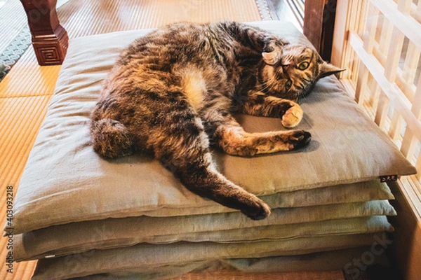 Fototapeta かえる寺の看板猫