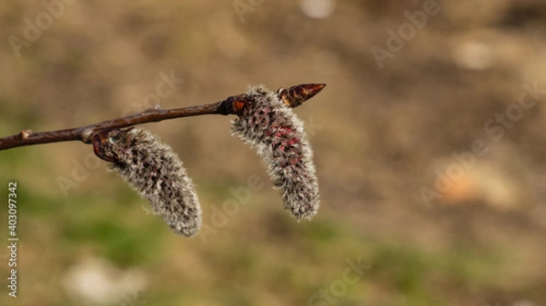 Fototapeta Aspen catkins on branch with bokeh background macro, selective focus, shallow DOF
