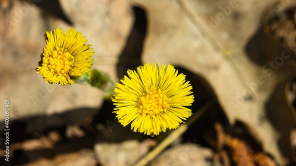 Fototapeta Flower in early spring, blooming coltsfoot, tussilago farfara, macro with bokeh background selective focus, shallow DOF