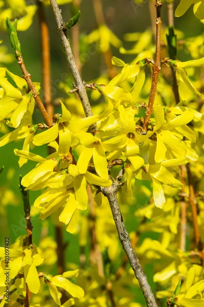 Fototapeta Yellow flowers on Easter tree Forsythia intermedia at garden close-up, selective focus, shallow DOF