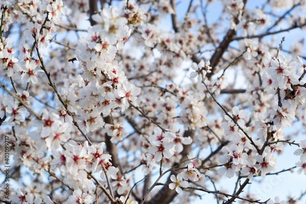 Obraz Flores de árbol de cerezo en fondo difuminado