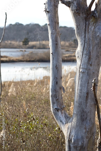 Obraz tree in the water