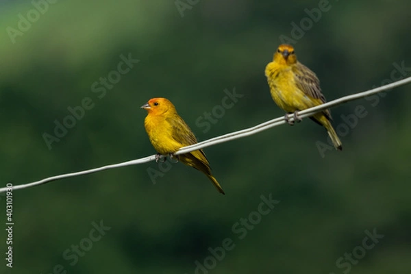 Fototapeta robin on a branch