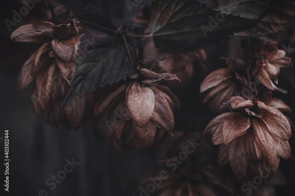 Obraz dried hop cones