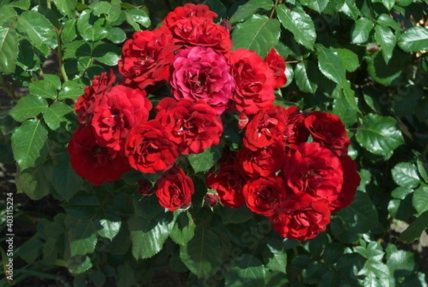 Fototapeta red roses