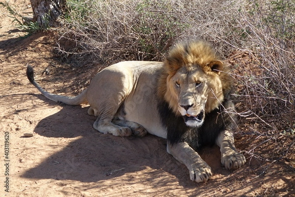 Obraz LION LYING DOWN IN NAMIBIA