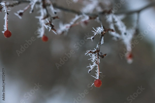 Obraz red berries in snow