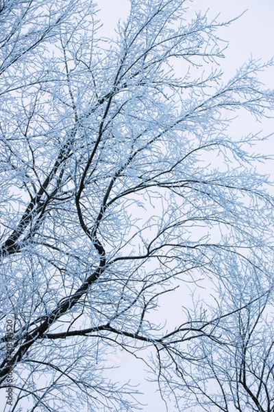 Fototapeta snow covered branches