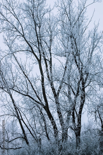 Obraz trees in winter