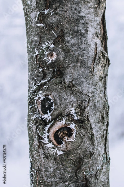 Obraz Frozen Tree Trunk