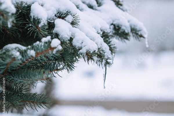 Obraz snow covered branches