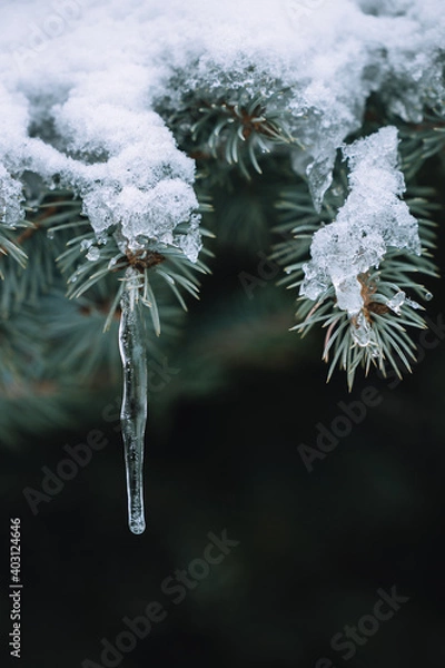 Obraz frost on branches