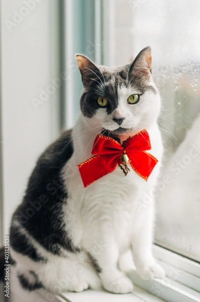 Obraz cat with a bow