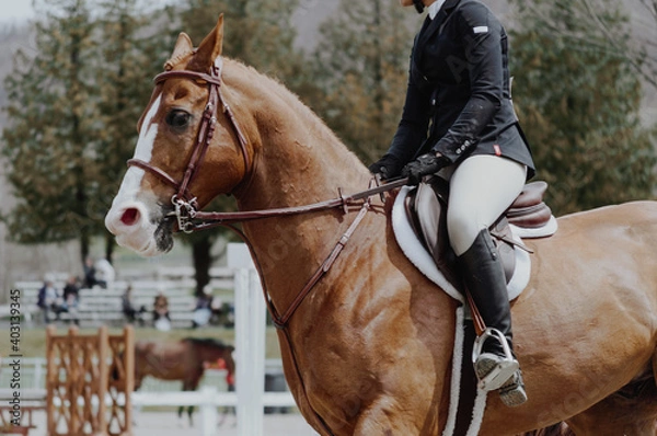 Fototapeta horse showjumping ring