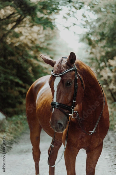 Fototapeta horse around barn