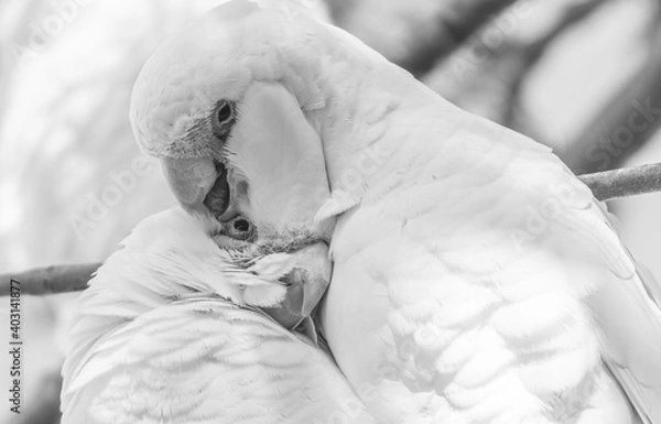 Obraz white parrots