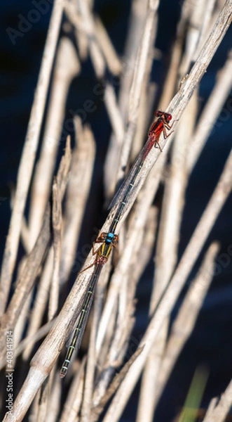 Obraz dragonfly on a leaf