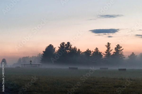 Obraz horse around barn