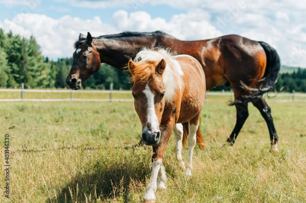 Obraz horse in field