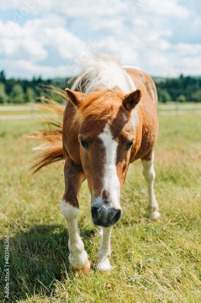 Obraz horse in field