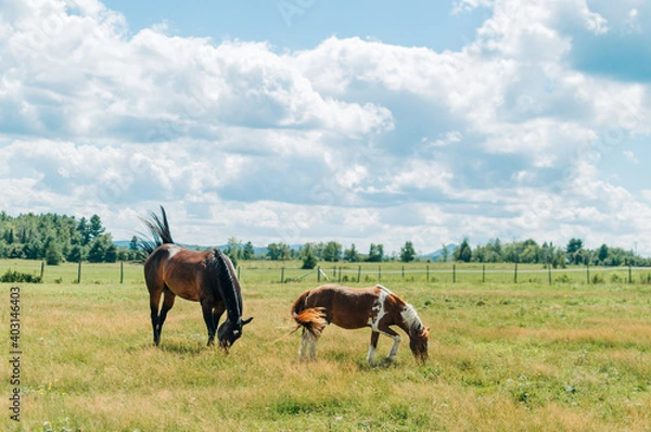 Obraz horse in field
